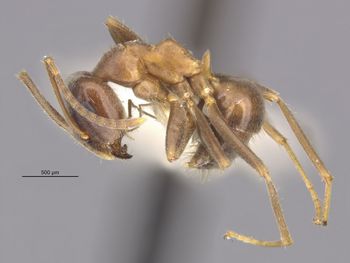 Media type: image;   Entomology 30111 Aspect: hala